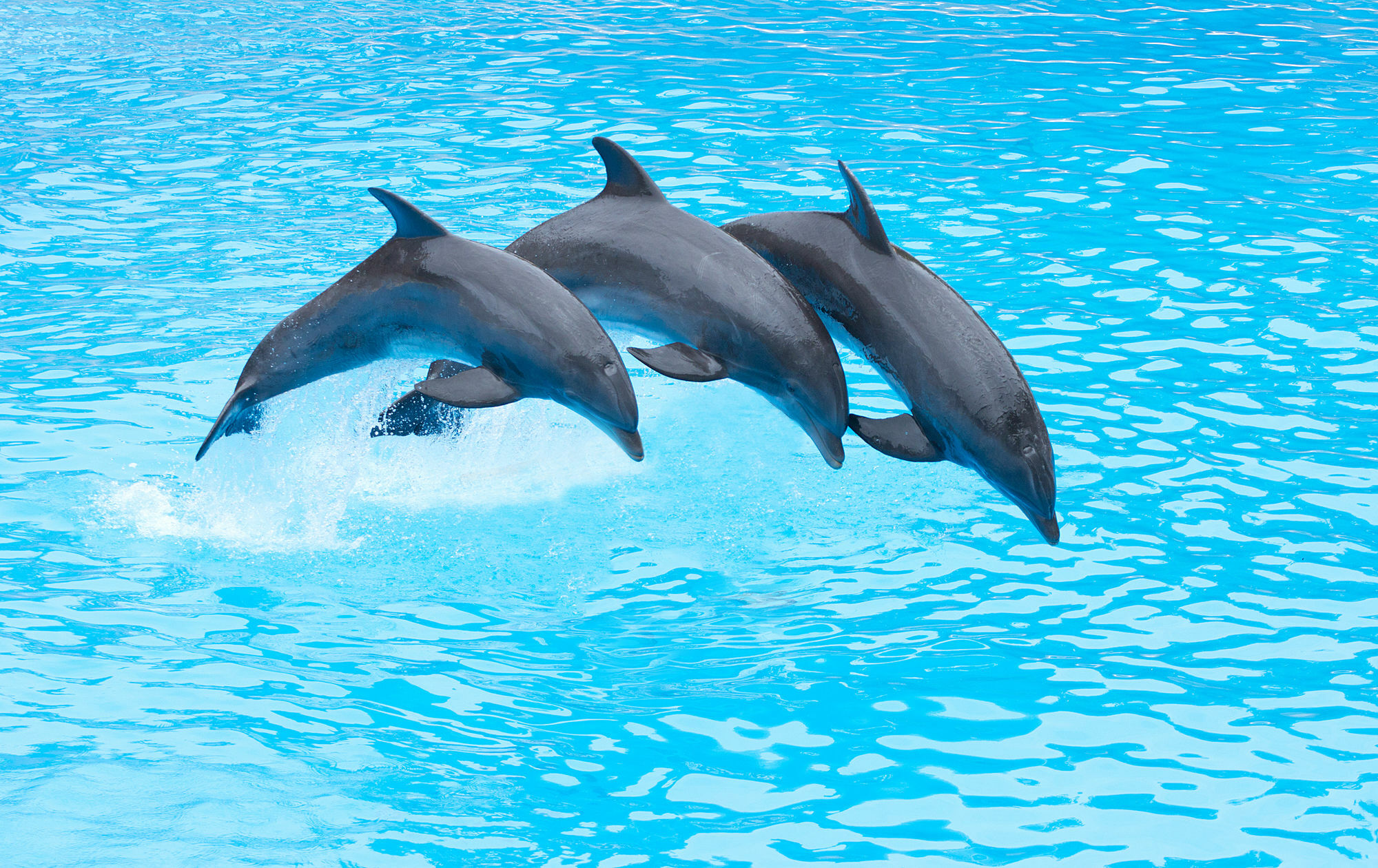 Four Points By Sheraton San Diego - Sea World Extérieur photo